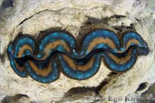 Malaysia: Coral at Perhentian Kecil