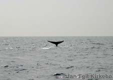 Mirissa: Blue whale near Dondra Head