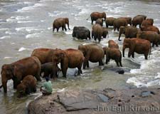 Pinnawala: Elephant Orphanage